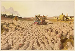 Motorists: SHEEP BLOCK ROAD