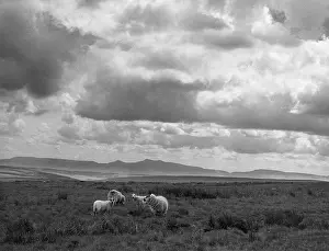 Brecon: SHEEP & BRECON BEACONS