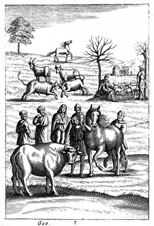 Husbandry: Sheep, cattle, horses and goats: In foreground