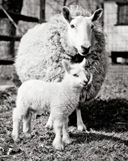 Cheviot: Sheep Cheviot Ewe and Lamb Standing Together