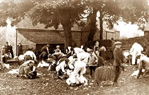 Sheep Clipping, Stanhope