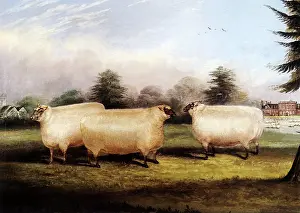 Braintree: Three Sheep in the Country