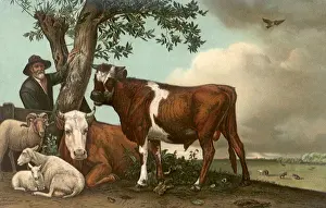 Seek: Sheep, Cows Under Tree