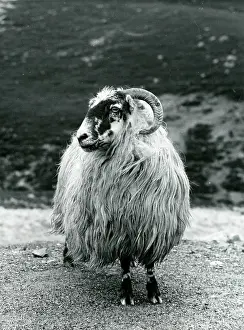 Sheep with curved horns and thick woolly coat