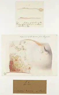 1836: Sheep: Cutaneous Disease