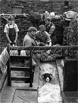 Disinfecting: SHEEP DIP
