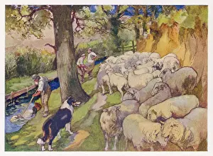 Dipping: SHEEP DIPPING 1916