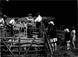 Dipped: SHEEP DIPPING 1930S