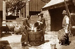 Dipping: Sheep dipping