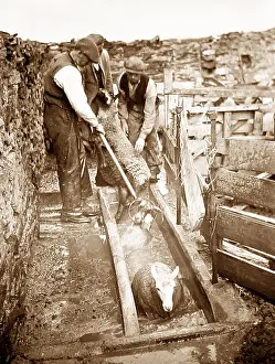 Dipping: Sheep dipping