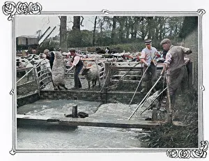 Insecticide: Sheep dipping on a British farm