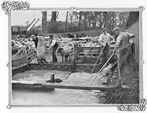 Insecticide: Sheep dipping on a British farm