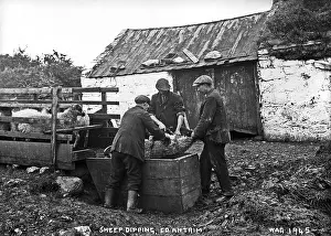 Trough: Sheep Dipping, Co. Antrim