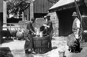Dipping: Sheep dipping early 1900s