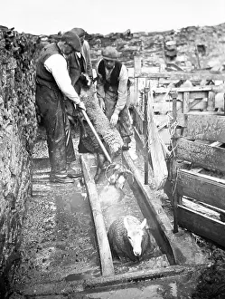Dipping: Sheep dipping early 1900s