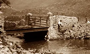 Dipping: Sheep dipping in a river, early 1900s