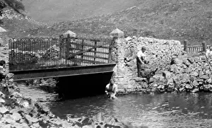 Dipping: Sheep dipping in a river, early 1900s