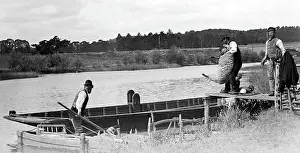 Dipping: Sheep dipping in a river, early 1900s