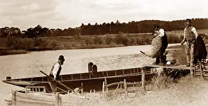 Dipping: Sheep dipping in a river, early 1900s