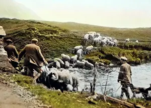 Dipping: Sheep dipping, Scottish Highlands, probably 1930s