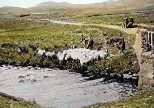 Dipping: Sheep dipping, Scottish Highlands, probably 1930s