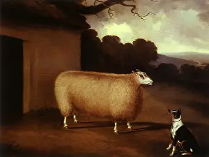 Regarding: Sheep and Dog