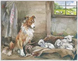 Orton: Sheep dog with three new lambs