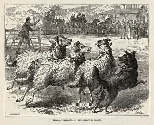 SHEEP DOG TRIAL IN 1876