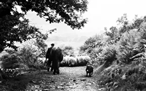 Swaledale: Sheep farmer in Swaledale in the 1940s