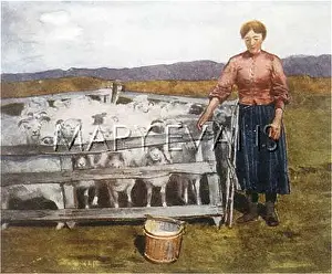 Ewes: SHEEP FARMING, ICELAND