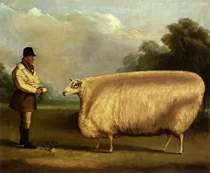 Turnips: Sheep is Fed Turnips