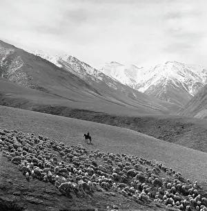 Kirghiz: Sheep flock, 1972