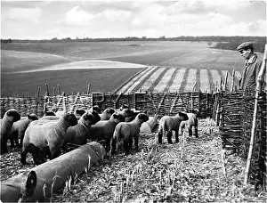 Lambing: SHEEP IN THE FOLD