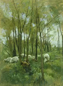 Herbivores: Sheep in a Forest