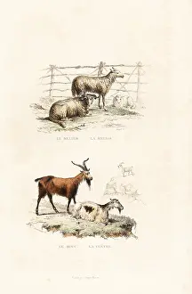 Pourrat: Sheep and goats