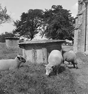 Kingsbury: Sheep in a graveyard