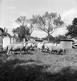 Kingsbury: Sheep in a graveyard