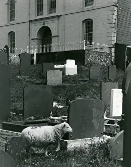 Caernarvonshire: Sheep in graveyard, Talysarn, North Wales