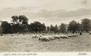 Sheep graze in Regents Park