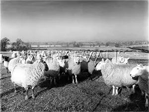 Gayton: SHEEP GRAZING