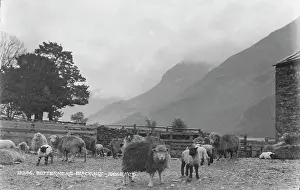 Buttermere: Sheep Grazing in Buttermere