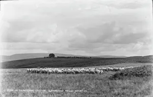 Powys: Sheep Grazing on Dolberthog Common