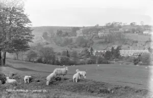 Glaisdale: Sheep Grazing in Glaisdale