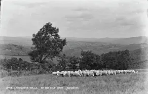 Powys: Sheep Grazing by the Golf Links