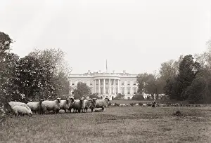 Frugality: Sheep grazing on the White House Lawn. during ?