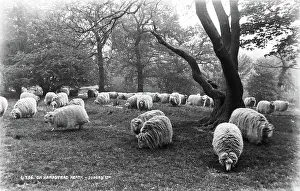 Nibbling: Sheep on Hampstead Heath