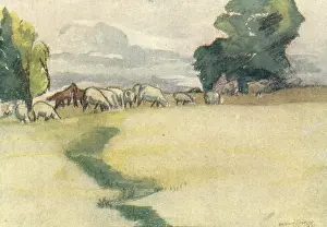 Sadler: Sheep and Horses