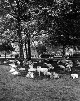 Docile: SHEEP IN HYDE PARK 1933