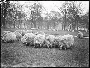Resourceful: Sheep in Hyde Park