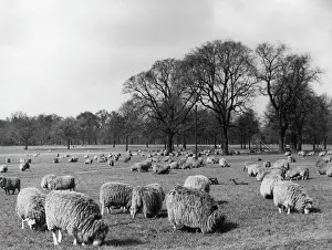 Resourceful: SHEEP IN HYDE PARK